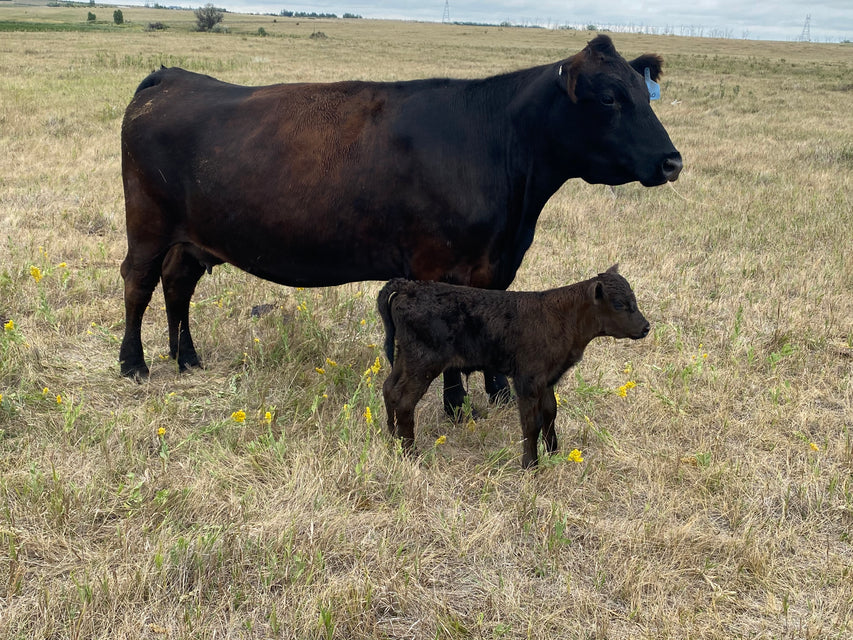 Trusted Beef Supplier