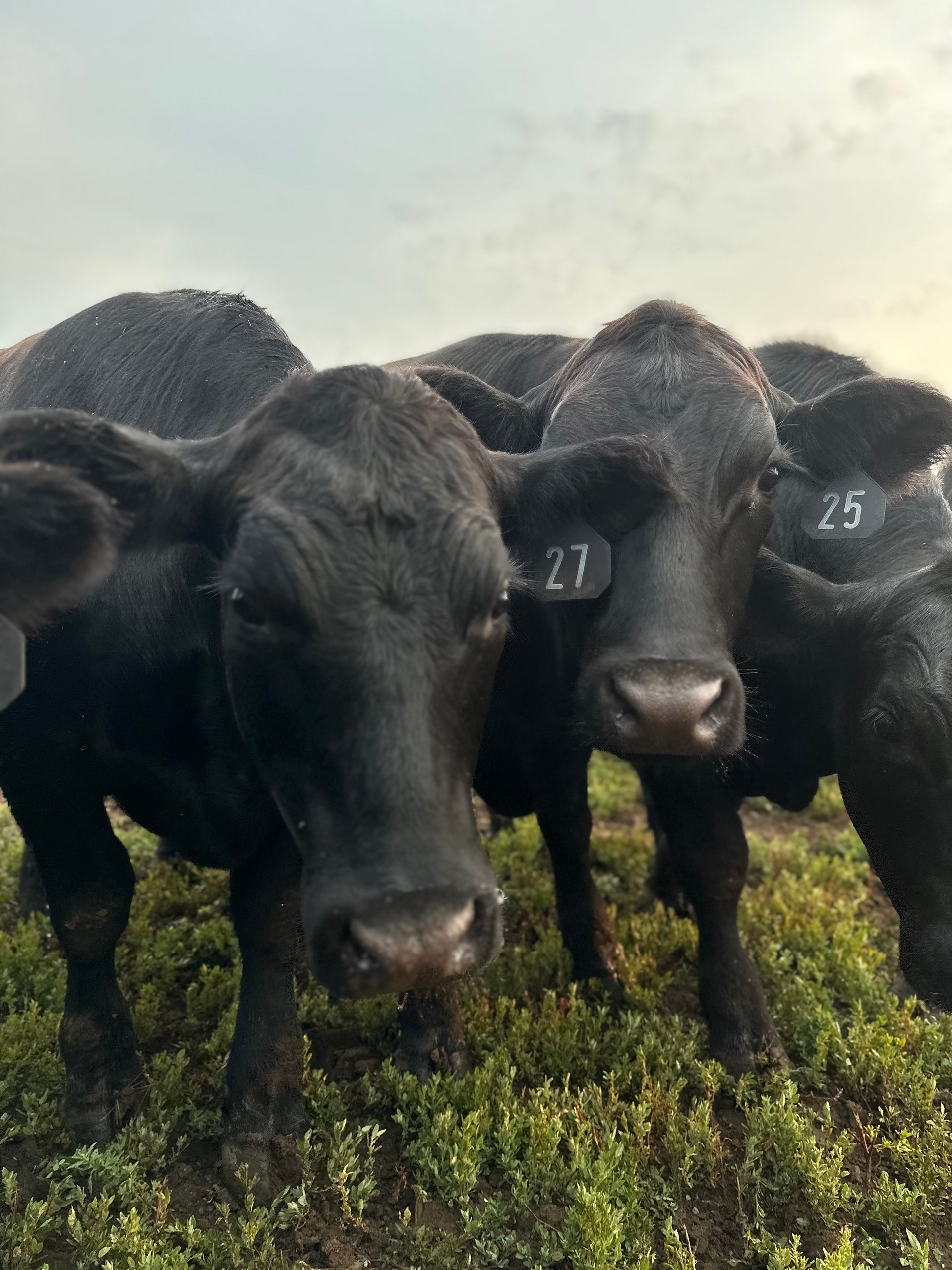 Beef Ranches Premium Quality-Reliable Local Trusted Beef Rancher Supplier