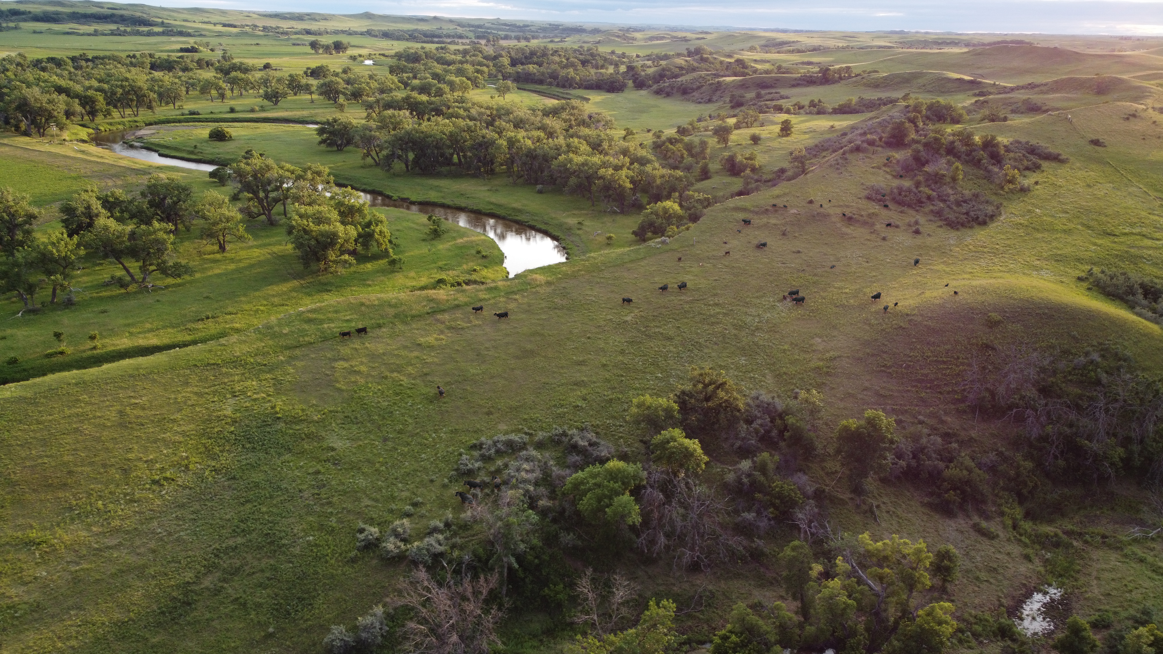 Premium Quality-Reliable Local Trusted Beef Rancher Supplier
