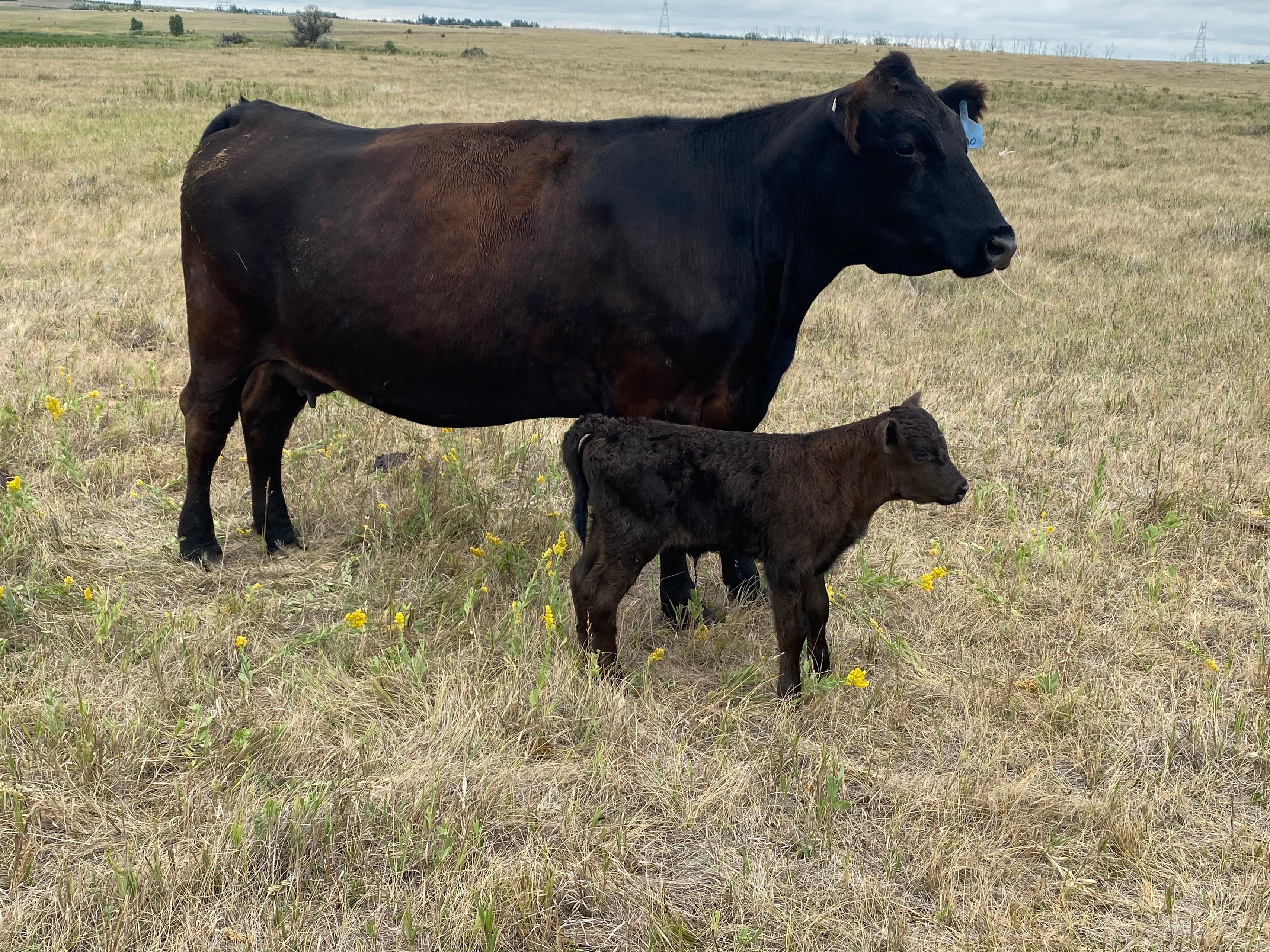 Beef Ranches Premium Quality-Reliable Local Trusted Beef Rancher Supplier